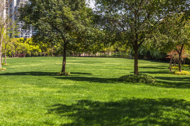 istock beautiful park at a sunny day, shanghai, china 1148370991