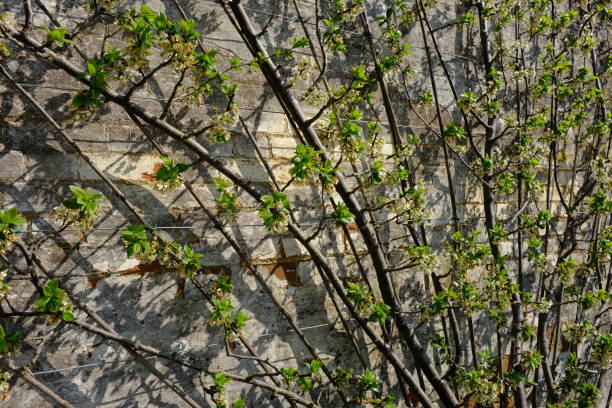 сливовое дерево (prunus domestica 'marjorie's seedling') выросло как веерообразный эспалиер против кирпичной стены в яркий апрельский день - fan shape стоковые фото и изображения