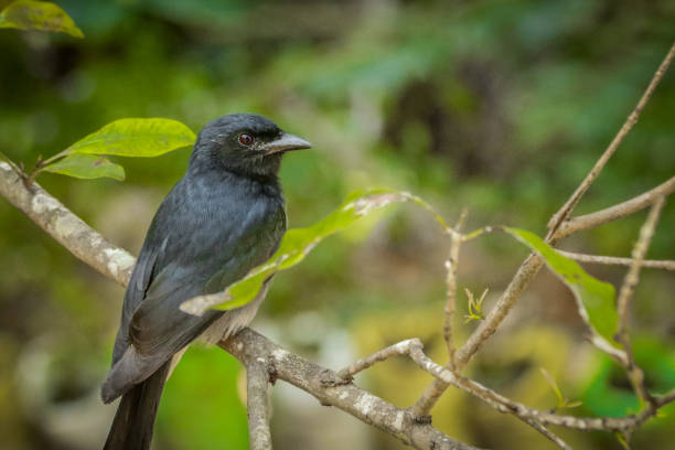 istock Black drongo bird ,  sri lanka 1148374239