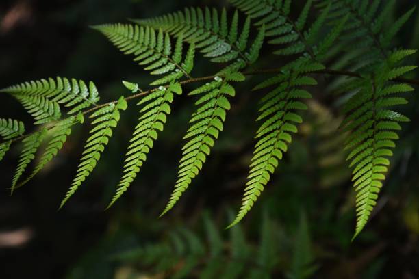 istock Leaves of Fern / Background material 1148377292