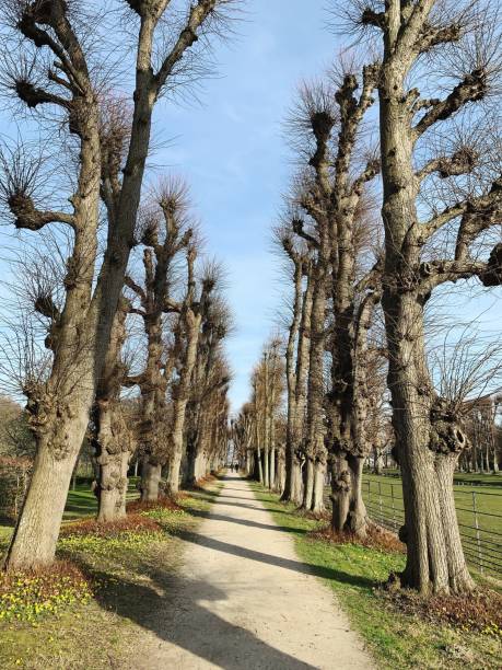 istock Road Amidst Trees Against Sky 1148377361