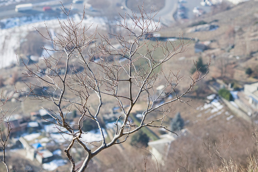 Árbol lleno de ramas durante la composición de invierno photo