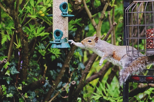 Cute sneaky squirrel stealing birds food