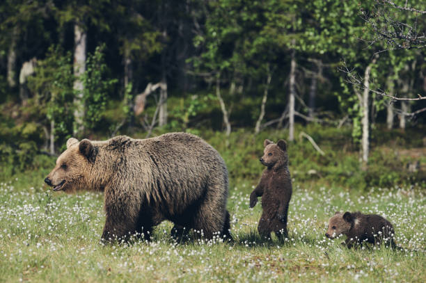Female brown bear and her cubs, matte style. stock photo