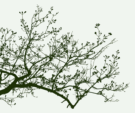 Vector image of silhouette of tree branches in the spring time.