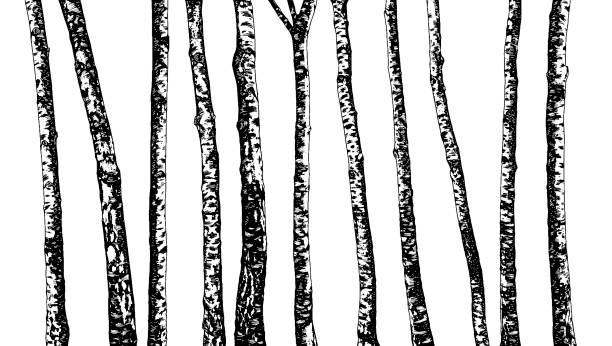 ilustrações, clipart, desenhos animados e ícones de jogo de árvores de vidoeiro. mão desenhada no estilo do esboço. modelo de natureza. desenho à mão livre. vetor. ilustração. isolado no fundo branco. - birch bark birch tree wood