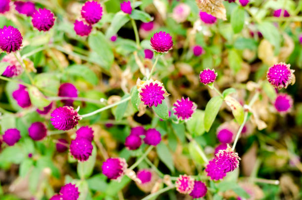 istock Globe Amaranth or Bachelor Button flower in the garden 1148380255