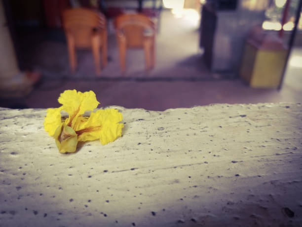 yellow flowers solo
