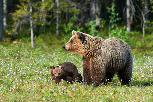 Mother bear (Ursus arctos) walking in Finnish taiga with its small cubs