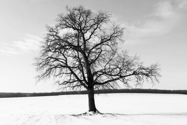 istock winter tree on white snow in cold weather 1148381813