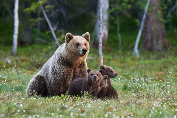 Female brown bear and her cubs Mother bear protects her three little puppies in the finnish taiga cub photos stock pictures, royalty-free photos & images