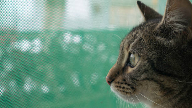 istock A profile of a striped cats looking through the window 1148383358