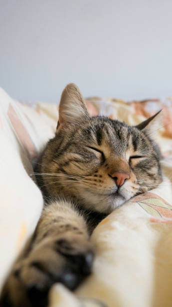 istock Portrait of a cat sleeping with stretched paw 1148383452