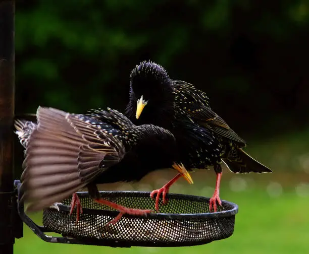 Two starlings both after food on a bird feeder in a garden in England.