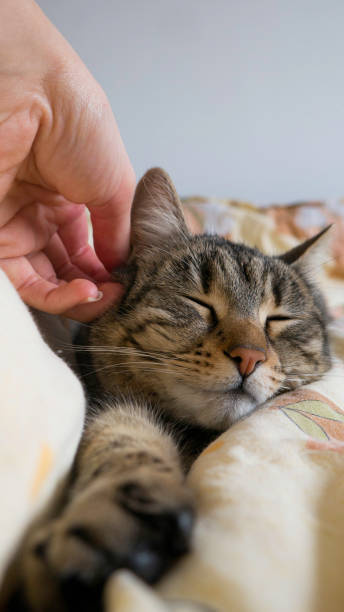 istock Female hand stroking a tabby cat lying on the bed 1148383480