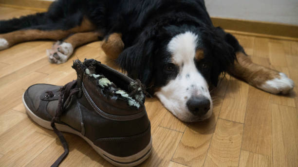 Bernard mountain dog lying next to chewed shoe Bernard mountain dog lying next to chewed shoe chewed stock pictures, royalty-free photos & images