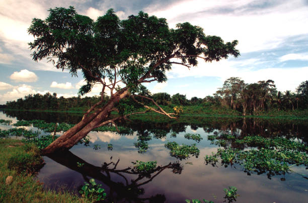 delta orinoco - orinoco river zdjęcia i obrazy z banku zdjęć