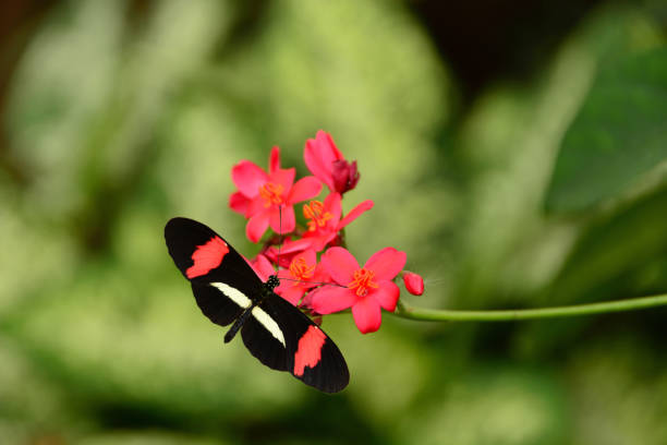 istock Red passion flower butterfly on Ixora. 1148384735