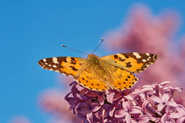 istock Butterfly painted lady. Vanessa cardui 1148384952