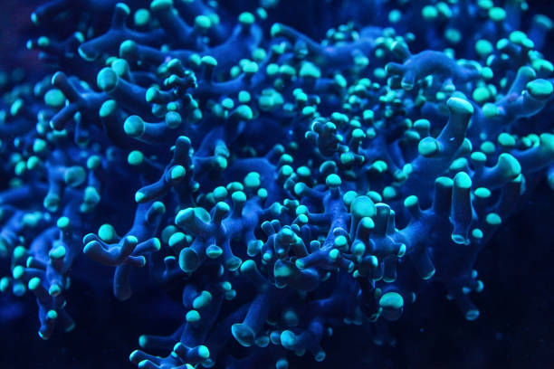 istock Underwater photo - blue coral with tentacle like structure, emitting under UV light. Abstract organic marine background 1148385639