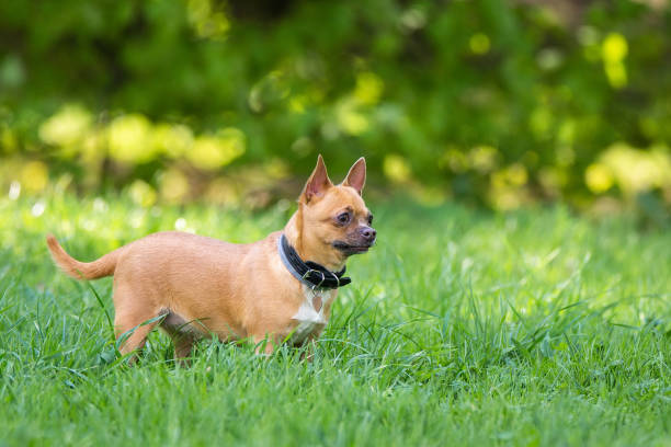 istock Chihuahua dog on the grass 1148386303