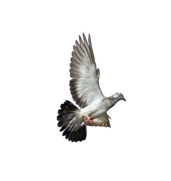 istock Pigeon flying isolated on white background 1148387425
