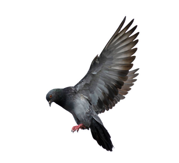 istock Pigeon flying isolated on white background 1148387426