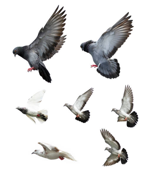 istock Pigeon flying isolated on white background 1148387430