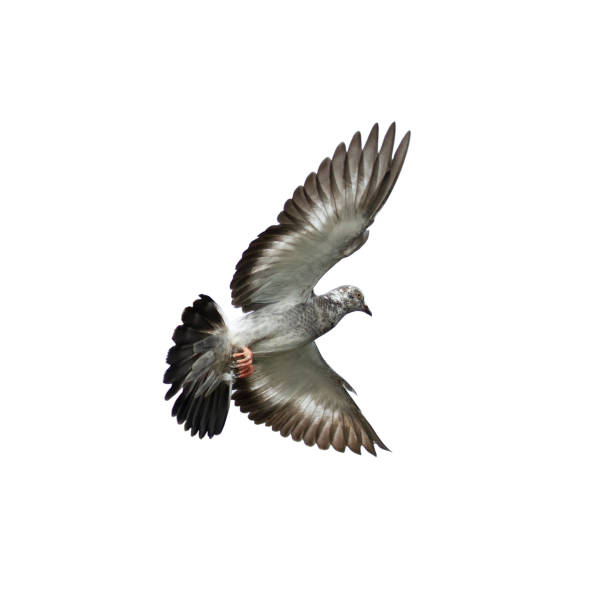 istock Pigeon flying isolated on white background 1148387435
