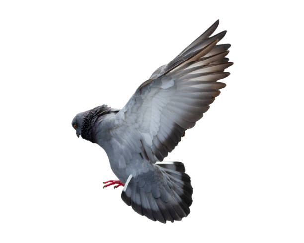 istock Pigeon flying isolated on white background 1148387449