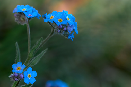 Natural background. Forget-me-not flowers.