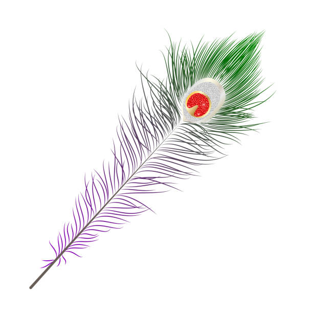Vector isolated peacock feather. Vector isolated peacock feather. EPS 10. peacock feather christmas tree stock illustrations