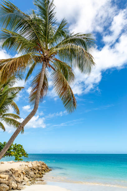istock A Palm Tree on an Antiguan Beach 1148389346
