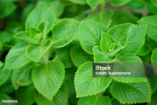 Plectranthus Amboinicus Stock Photo - Download Image Now - Flower, Abstract, Art