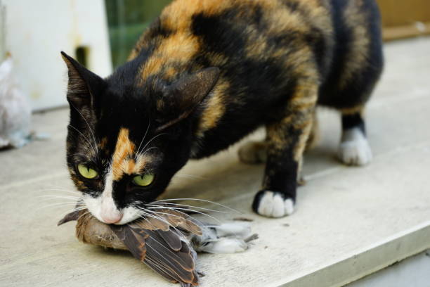 istock Tabby cat sitting hunting catched a bird 1148390737