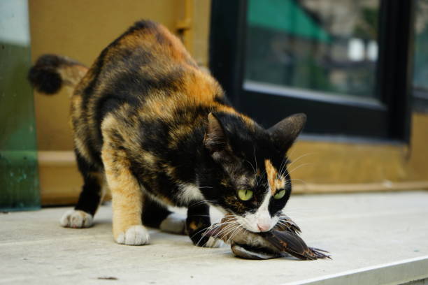 istock Tabby cat sitting hunting catched a bird 1148390831