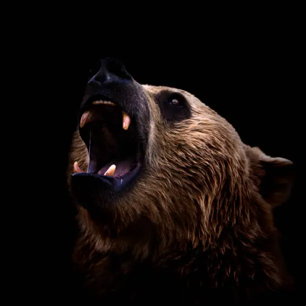 Photo of Brown bear roaring close-up on dark background