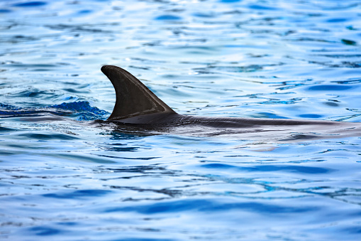 dolphin dorsal fin