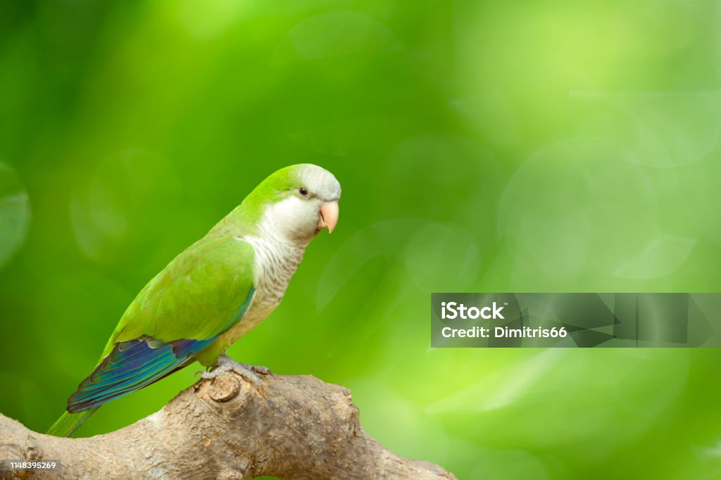 Monk Parakeet (Myiopsitta monachus) perching on branch in front of a vivid defocused green background. Monk Parakeet Stock Photo