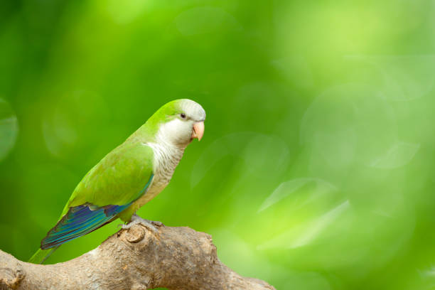 Monk Parakeet (Myiopsitta monachus) perching on branch in front of a vivid defocused green background. Monk Parakeet (Myiopsitta monachus) perching on branch in front of a vivid defocused green background. lory photos stock pictures, royalty-free photos & images