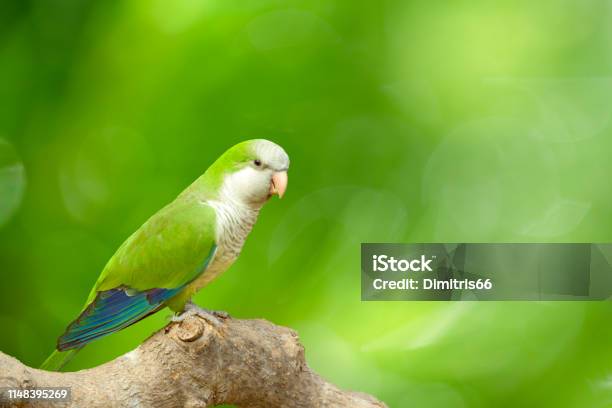 Monk Parakeet Perching On Branch In Front Of A Vivid Defocused Green Background Stock Photo - Download Image Now