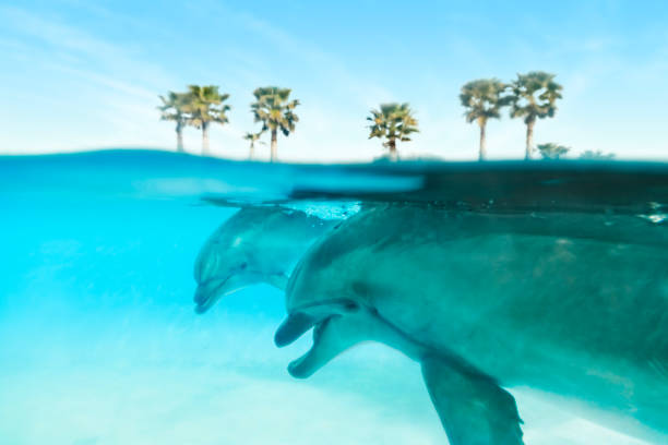 happy smiling bottlenose dolphins playing with colorful ring in blue water in sea. Dolphin Assisted Therapy
