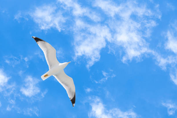 seagull flying in the blue sky