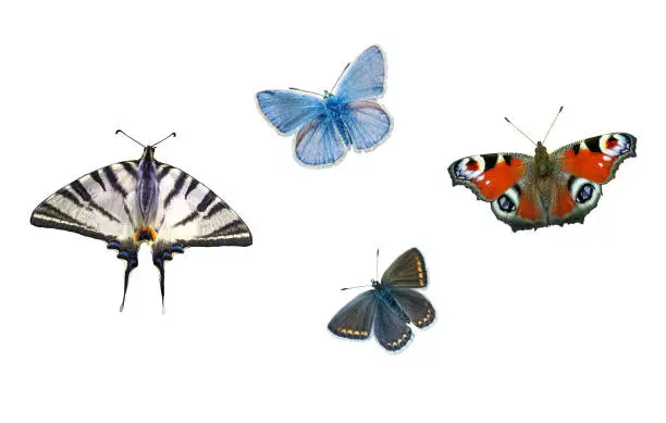 Set of colorful Butterflies isolated on white background. Plebejus argus (silver-studded blue), Scarce swallowtail, Peacock, Brown Argus (Aricia Agestis) butterfly collection