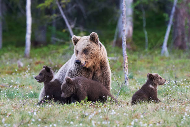 Mummy bear and her three little puppies stock photo