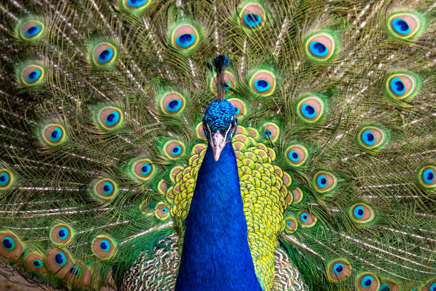 мужской синий павлин - close up peacock animal head bird стоковые фото и изображения
