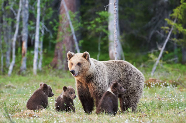 mama bär und ihre drei kleinen welpen - raubtierjunges stock-fotos und bilder