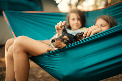 Boy and girl and their dog relaxing in hammock in camp which is located in forest. Behind them is tent. They looks very cute and happy, careless and playful.