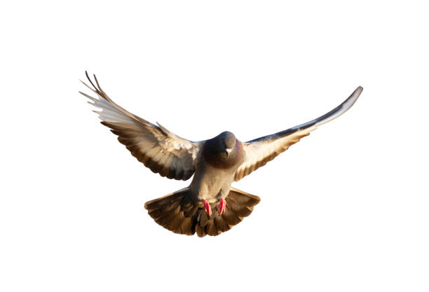 istock Pigeon flying isolated on white background with clipping path 1148397753
