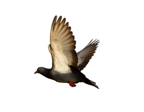 istock Pigeon flying isolated on white background with clipping path 1148397766